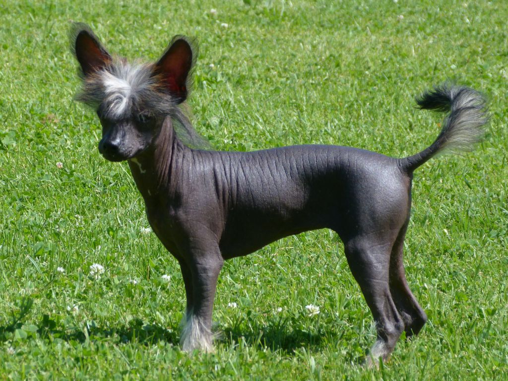 Ingeyla z Pulnocního dvora