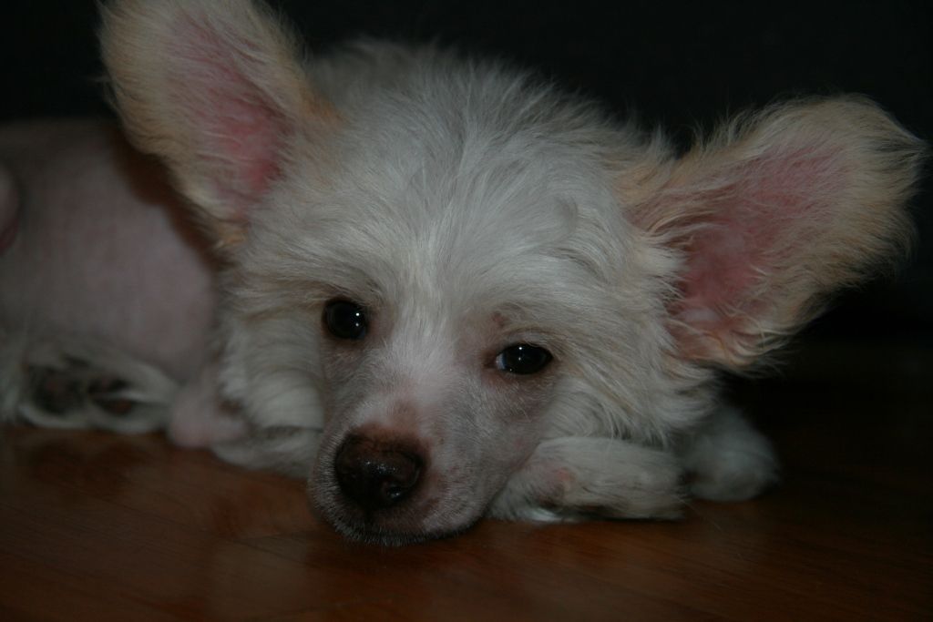 Sky Miracle Bingo-Bongo