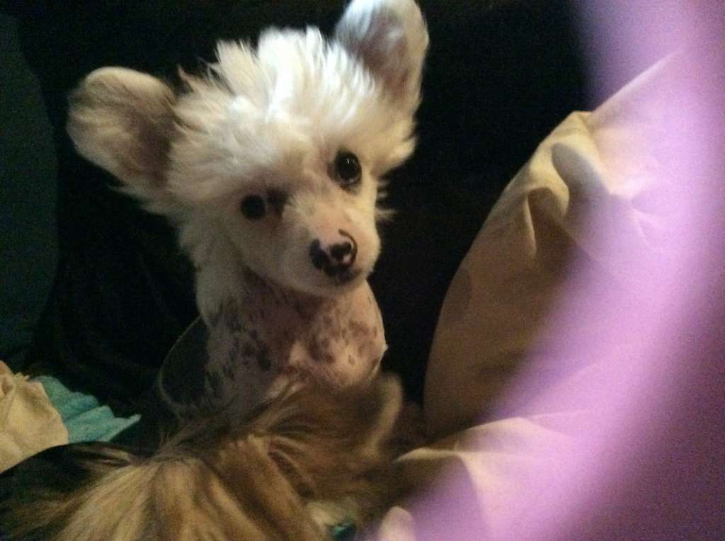 Meken black eyed Suzy