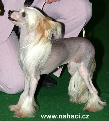 Ankors Dream Delight