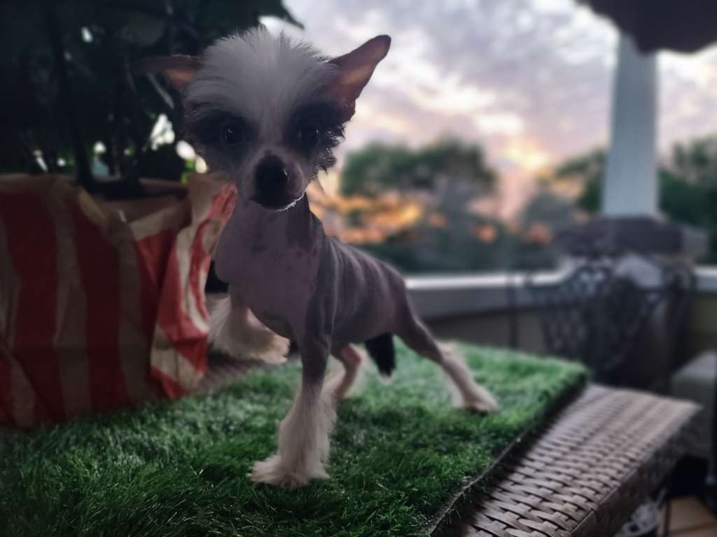 Long Haul's Northen Temptress Lady Aurora