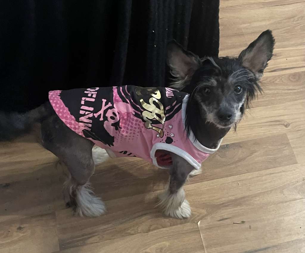 Quick Fliddy von Natelberg