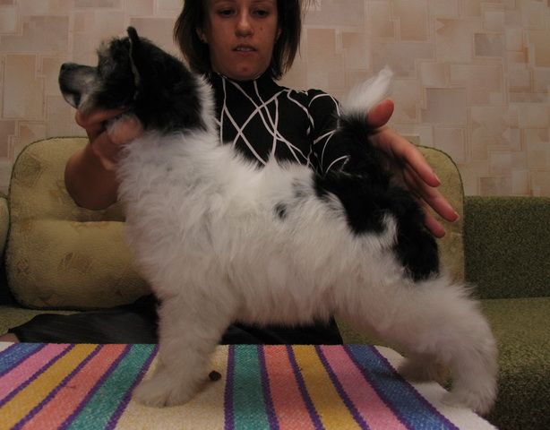 Picture