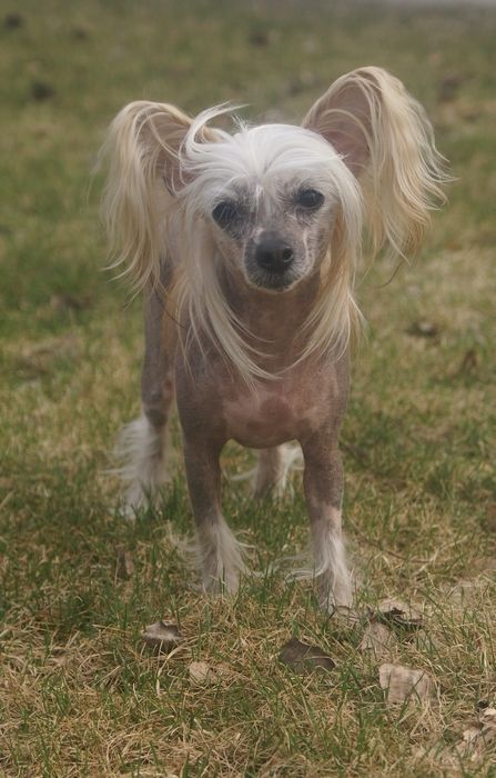 Candy Queen's Anima Celeste