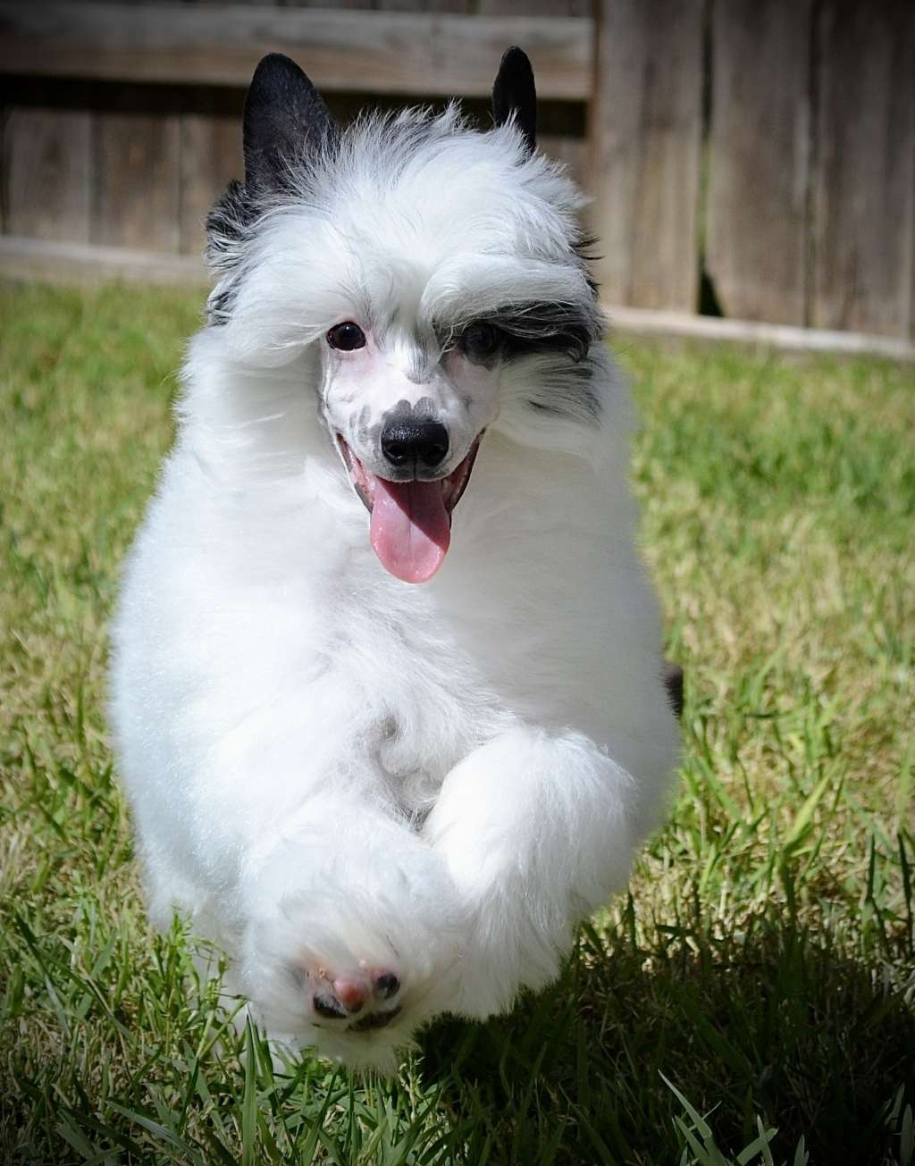 Gracieux Life Is A Circus