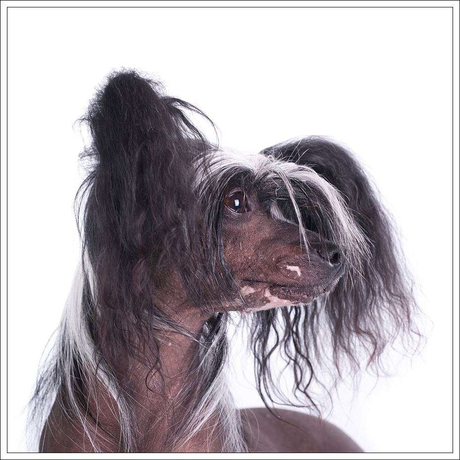 Curlycrest's Shine On