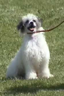 Booster de la Vierge Dorée