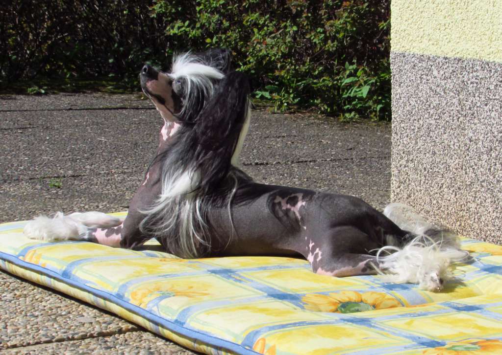 Ophellia Divine Dandy Mate