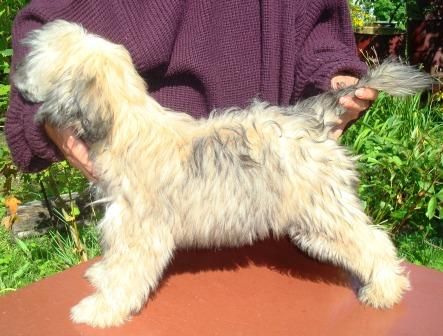 Sapfir iz Tsarskogo Sela Abdjali