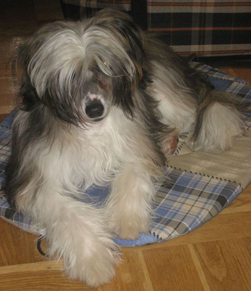 Sapfir iz Tsarskogo Sela Uilis