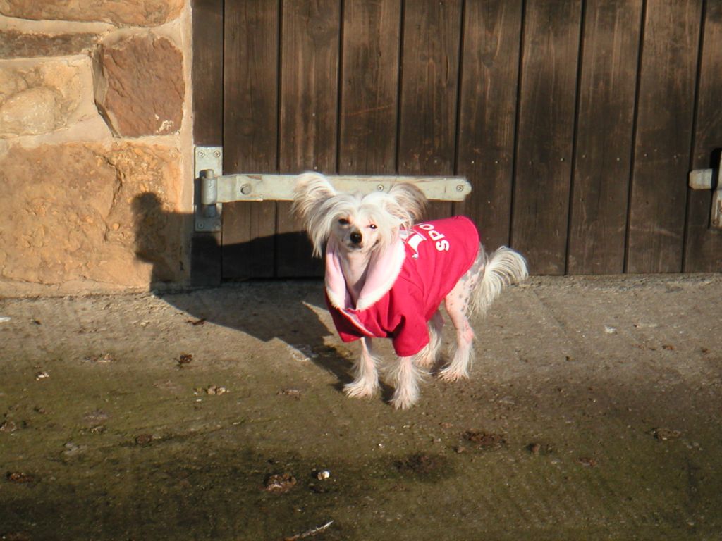 Bordercreek China Doll (AJ3)