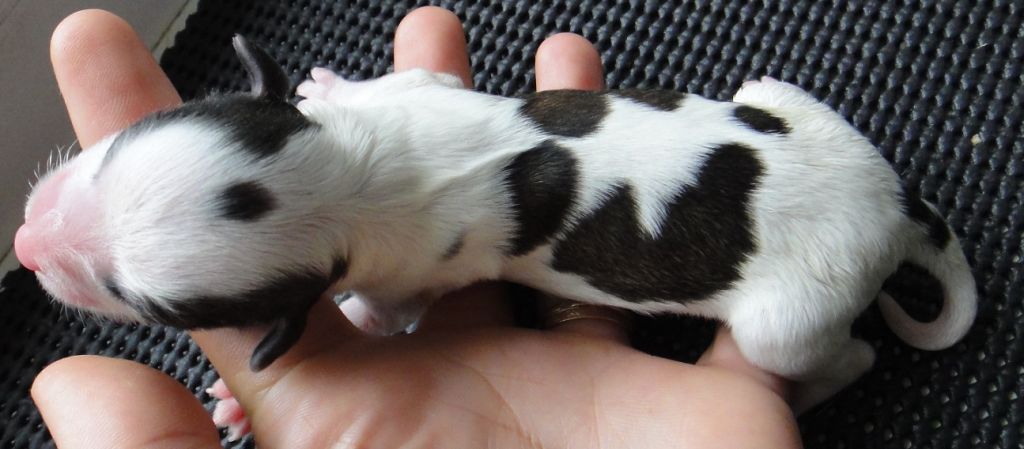 Yugoriya Armel' El'fi Printsess