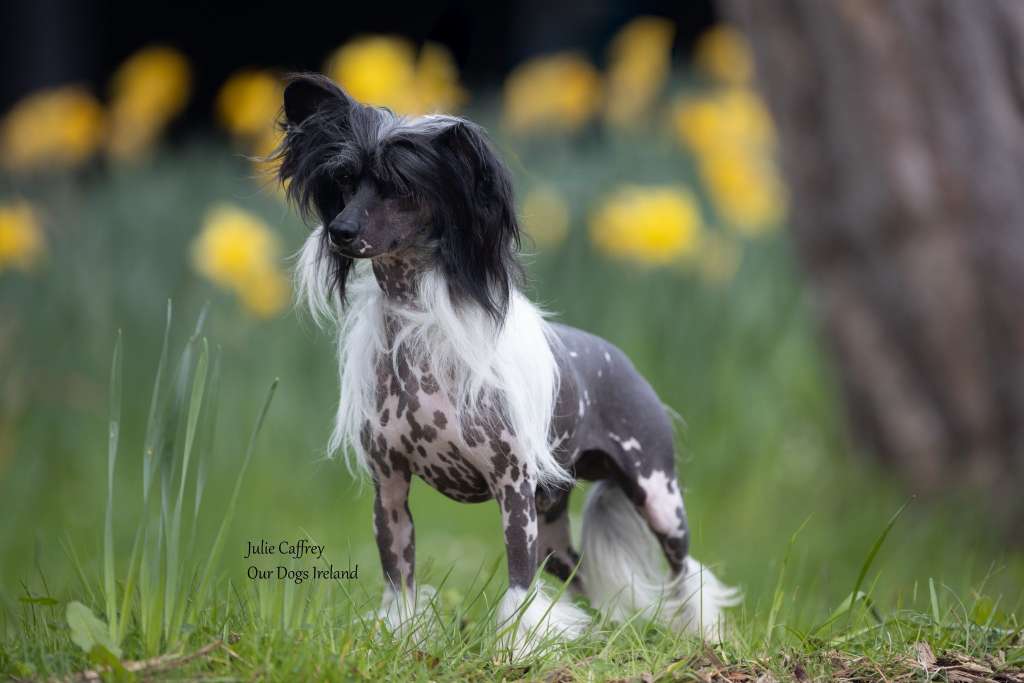 Ch.Talltales Devil's Cub