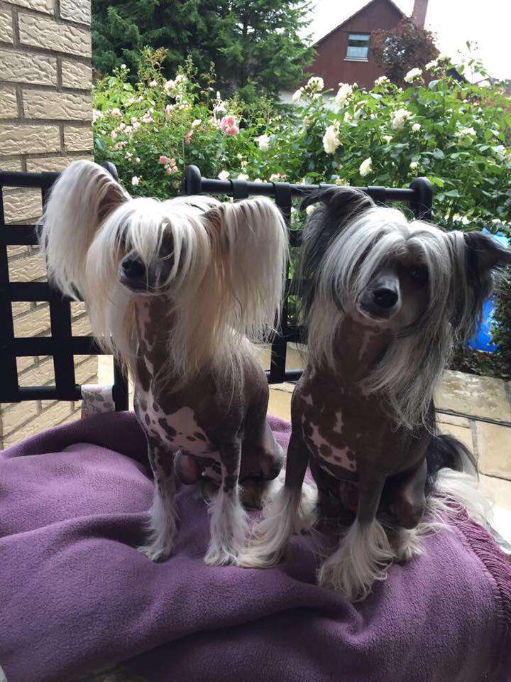 Saburo von den Windpferden