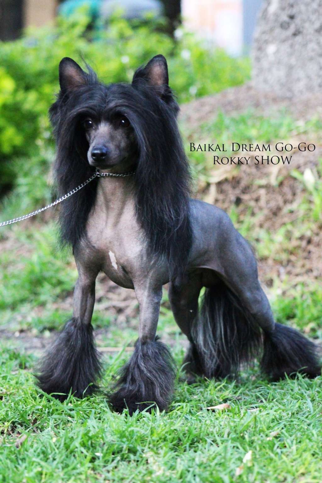 Baikal Dream Go-go Rocky Show