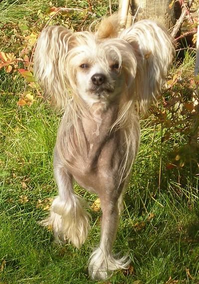 Xodix Blessed Mystery Girl