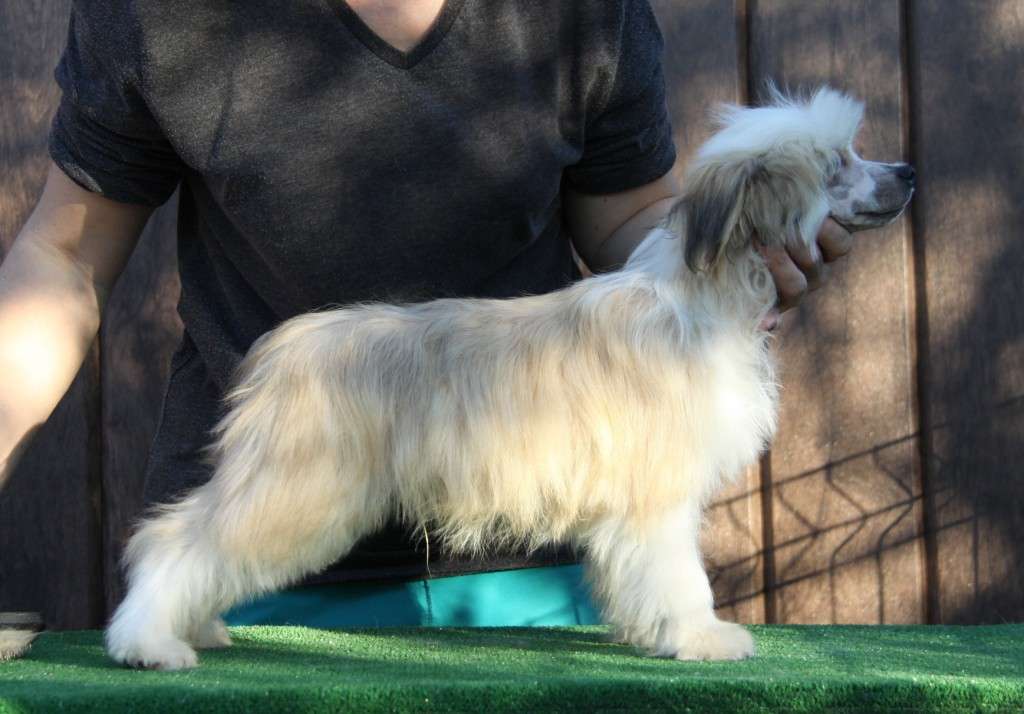 Zheneva-Debjut Topaz