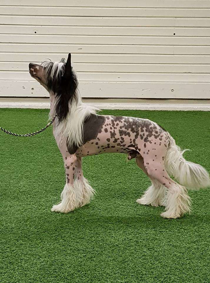 Ridgecrest's To Much Ego