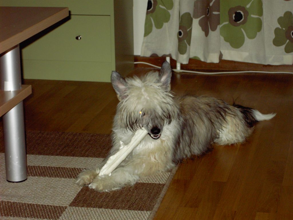 Stormcrest BlazeOfGlory