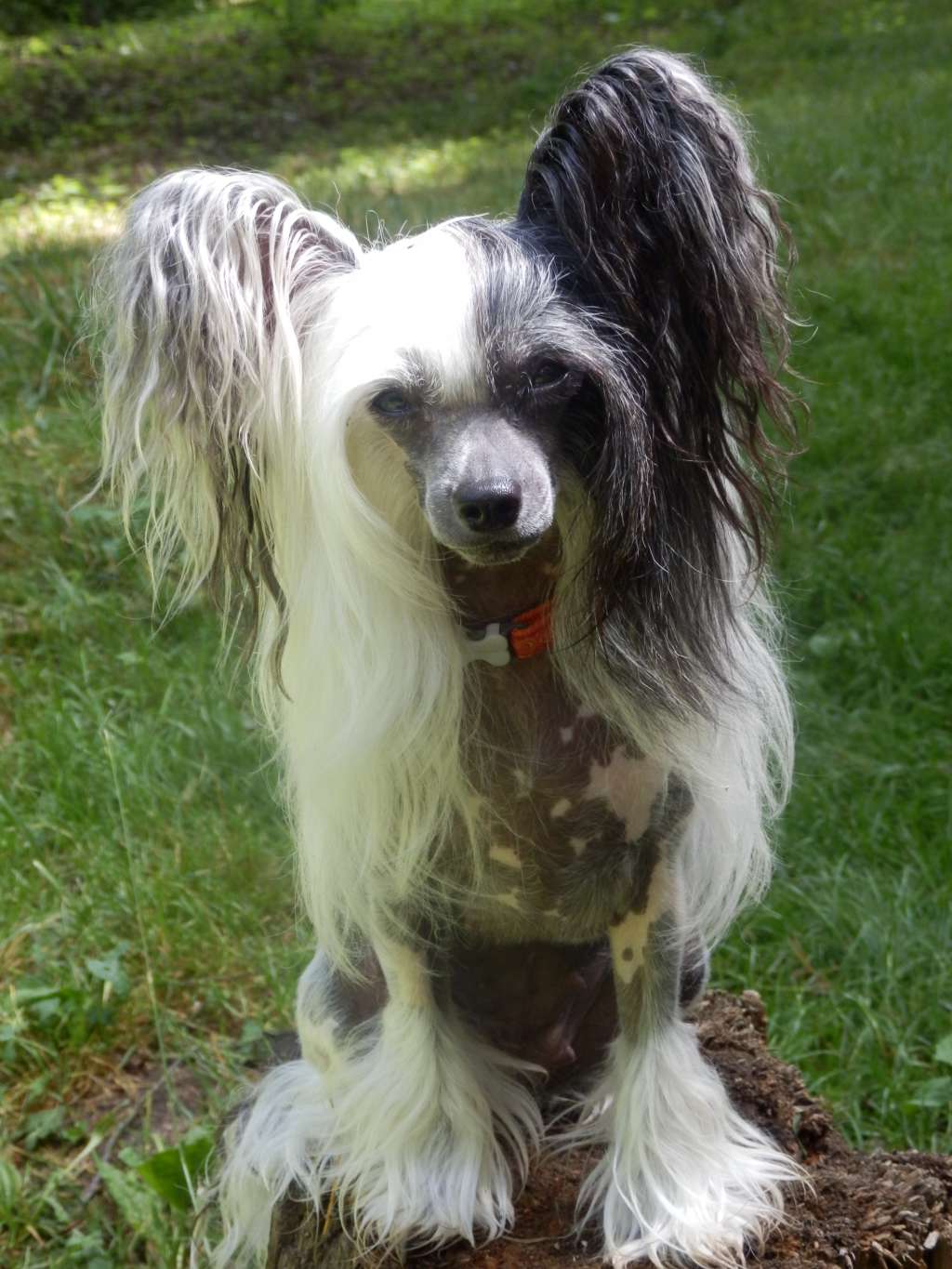 Colett Little Sweetie