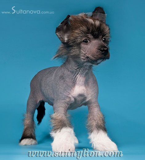 Sunny Lion Elisey Zarskiy Syn 