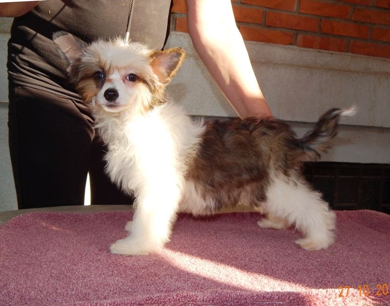 Ulami Angela Mali Zmaj