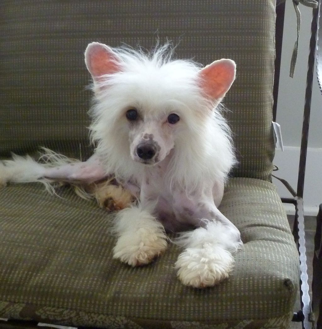 Howd Ya Like Them Apples