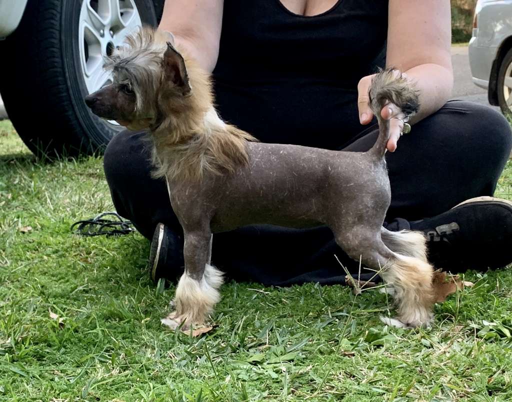 Blackheath Moulin Rouge