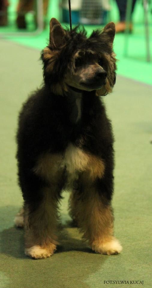 BABILON Szalone Grzywki