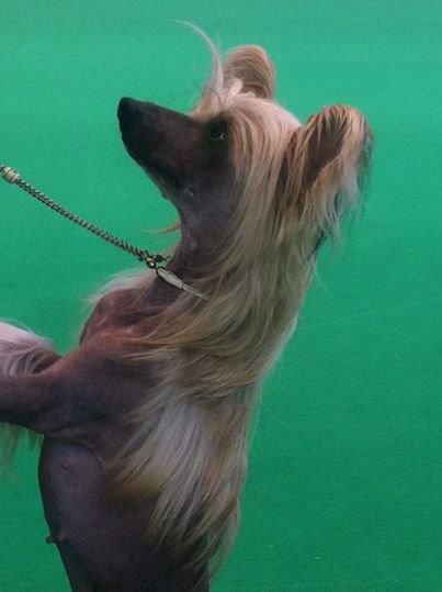 Kaa Won's Gutshot Straight