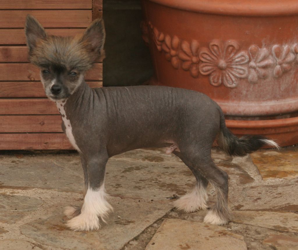 typically strange de Almamasan