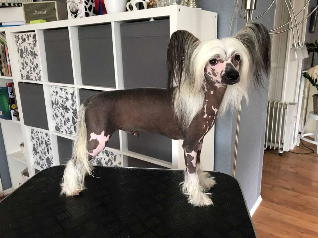 Absolute Souls Captain Hook