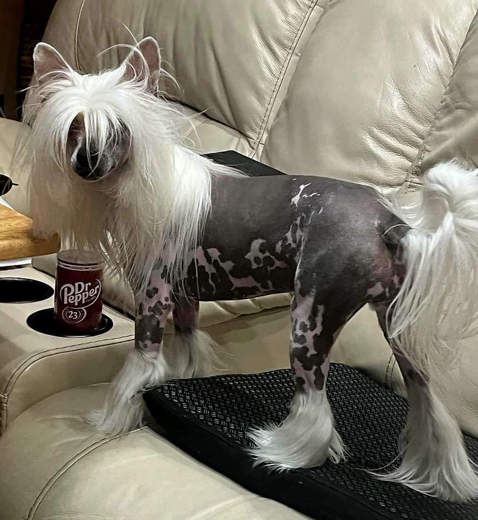 By Angel Wings Sherrick's Challenge