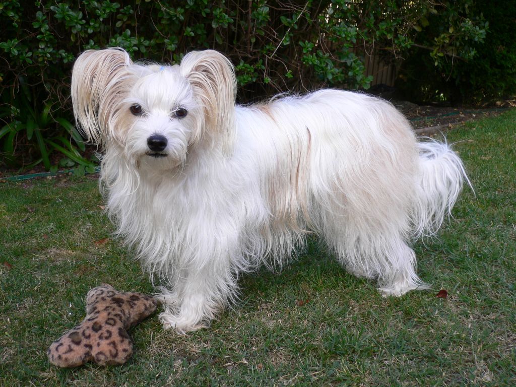 Kazlyn Buttons N Bows