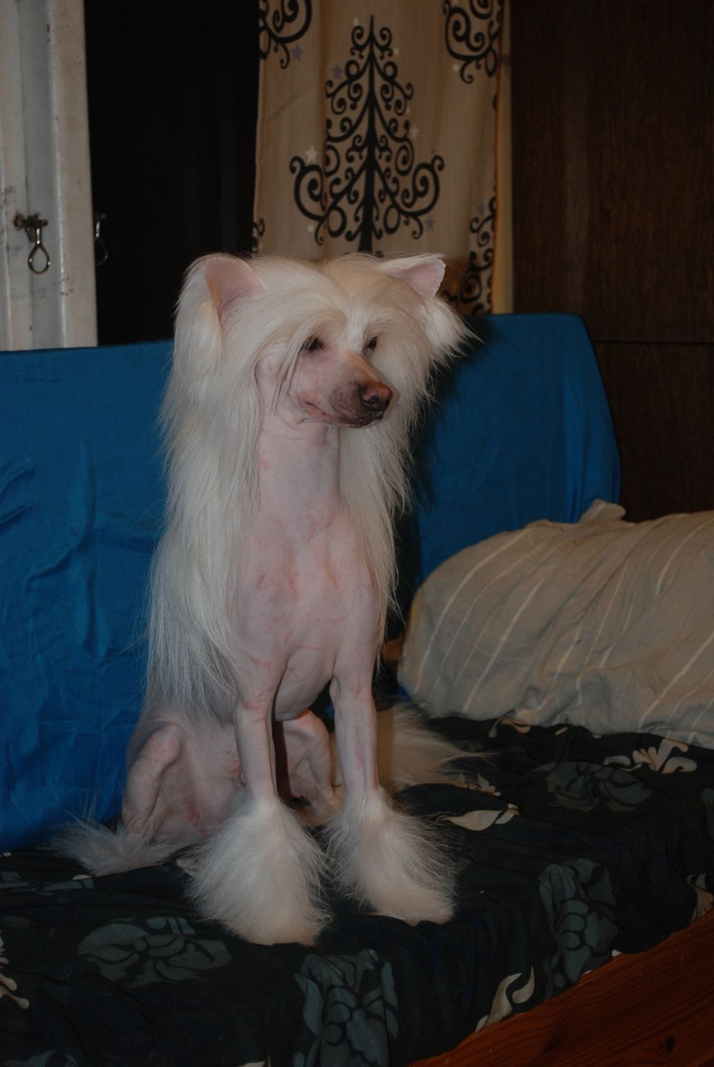 Amyfield Make It To The Top