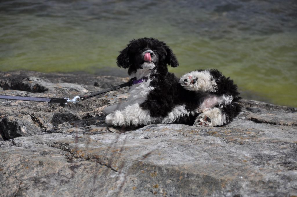 Brunius Eragon