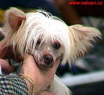 Barnie od Kimovy boudy