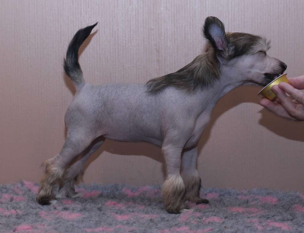 Artic Flyer's My Oh My