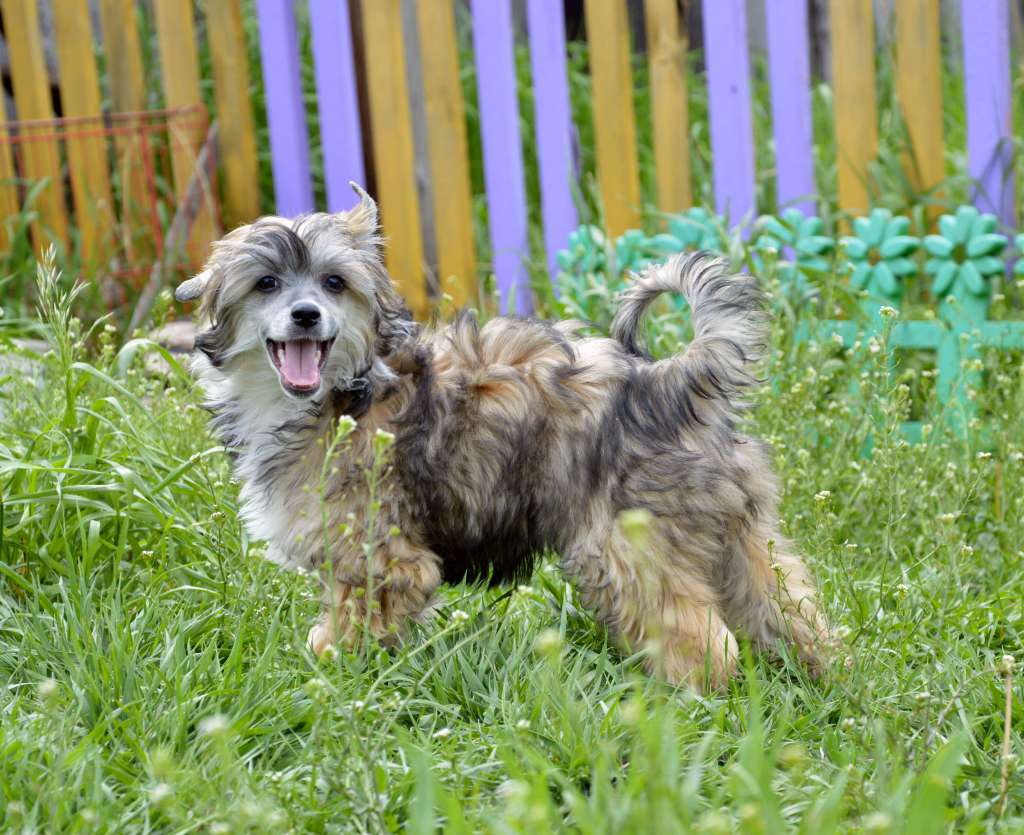 Baikal Dream Zanda be Charming