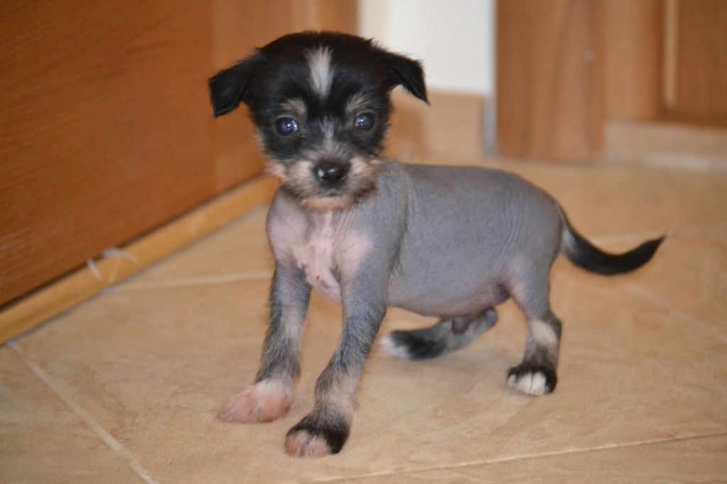 Velikolepnii Gosha Baroque Chinese Horse