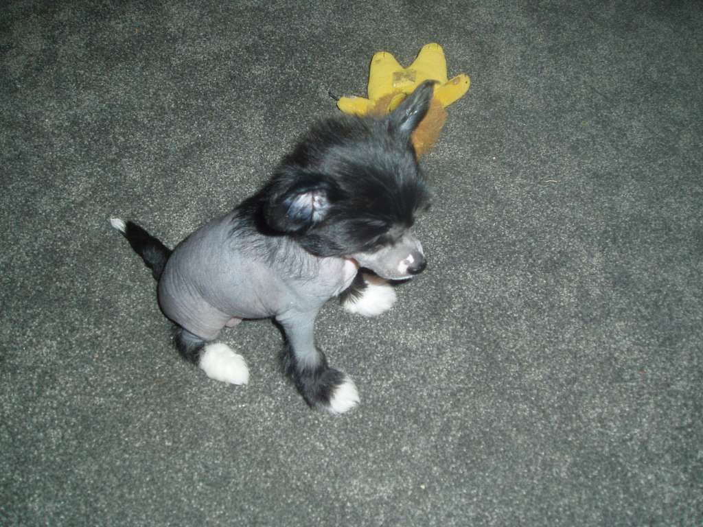 Franzell Lite Up The Town