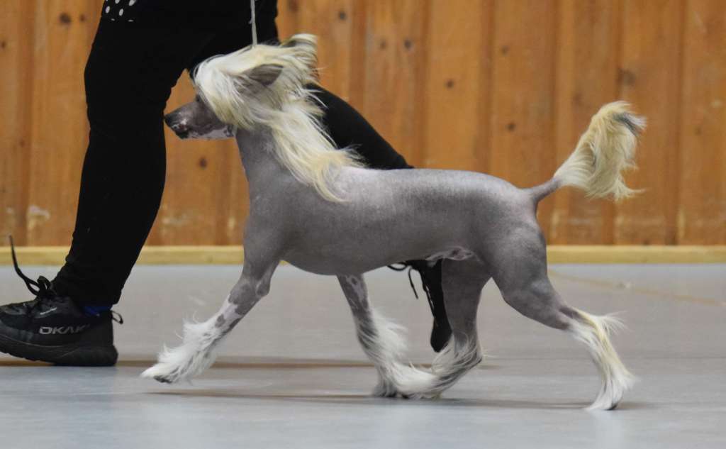 Artic Flyer's I'm Siriusly Lovely