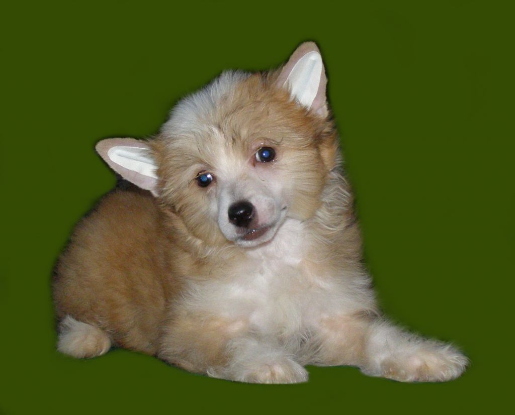 Ol Mary Kapi  Victoria