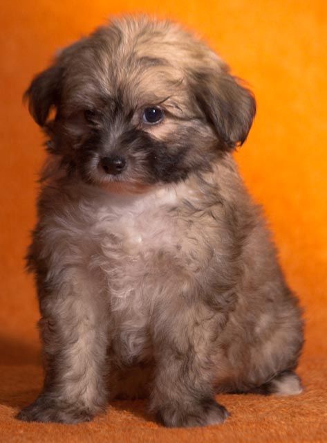 Arrivederci  De Gabritho