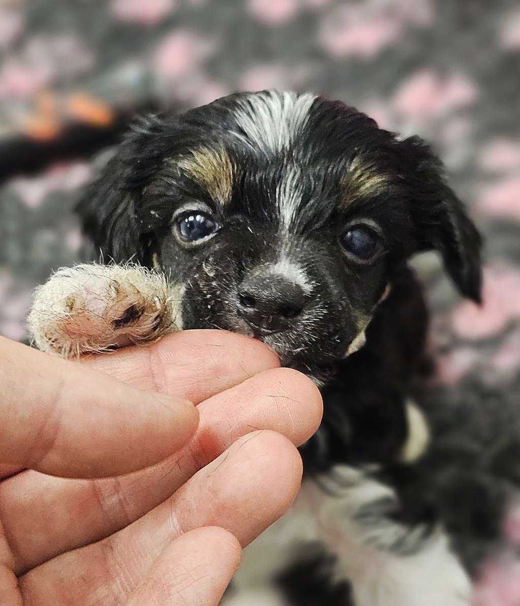 Demol'Alegres Domino Deluxe