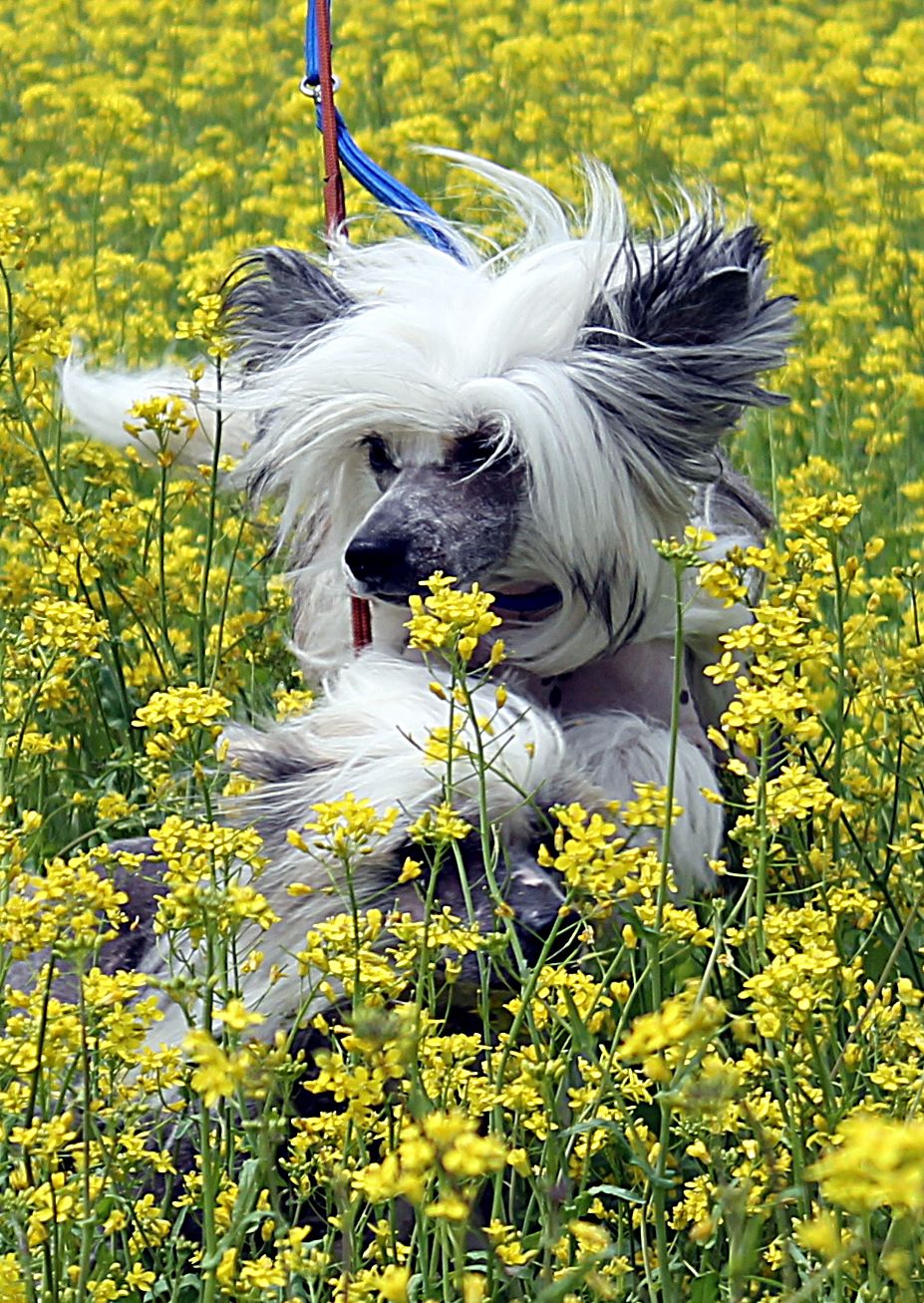 Hohlaty Glamour Zittau