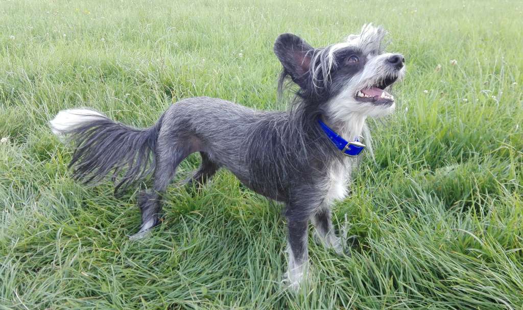 Anjali of Purple Rain