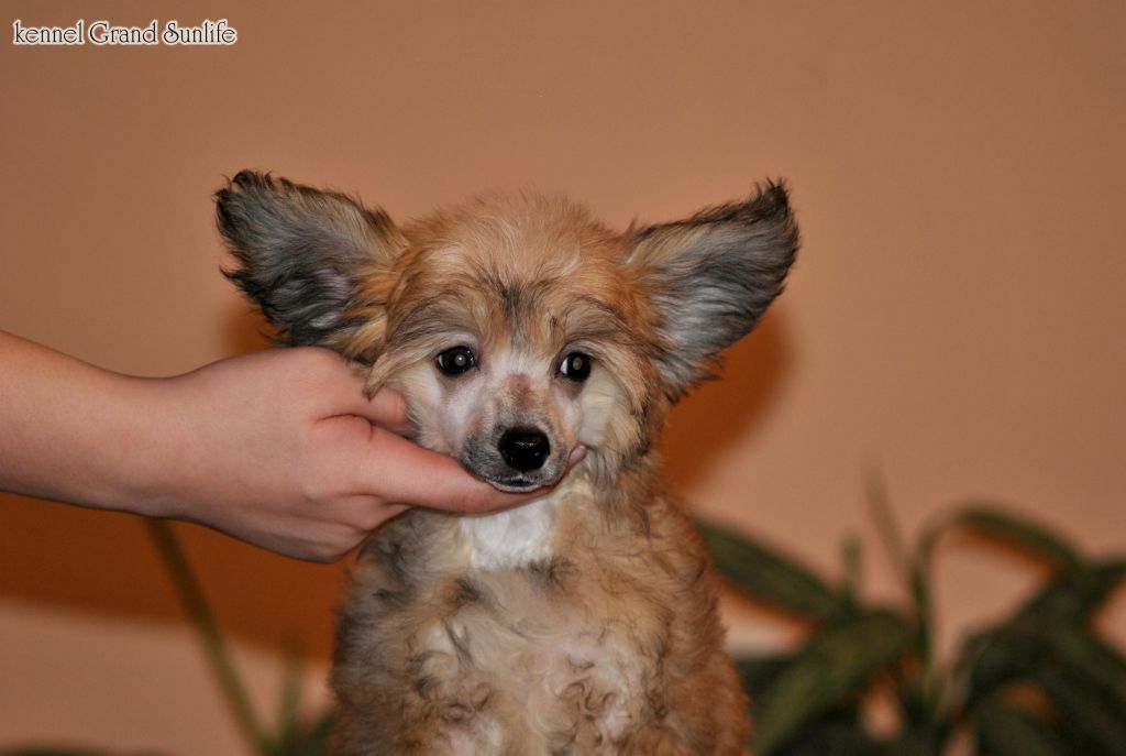 Grand Sunlife Terra Nova