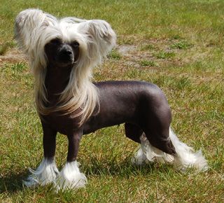 Princess Leia's Walking By Myself