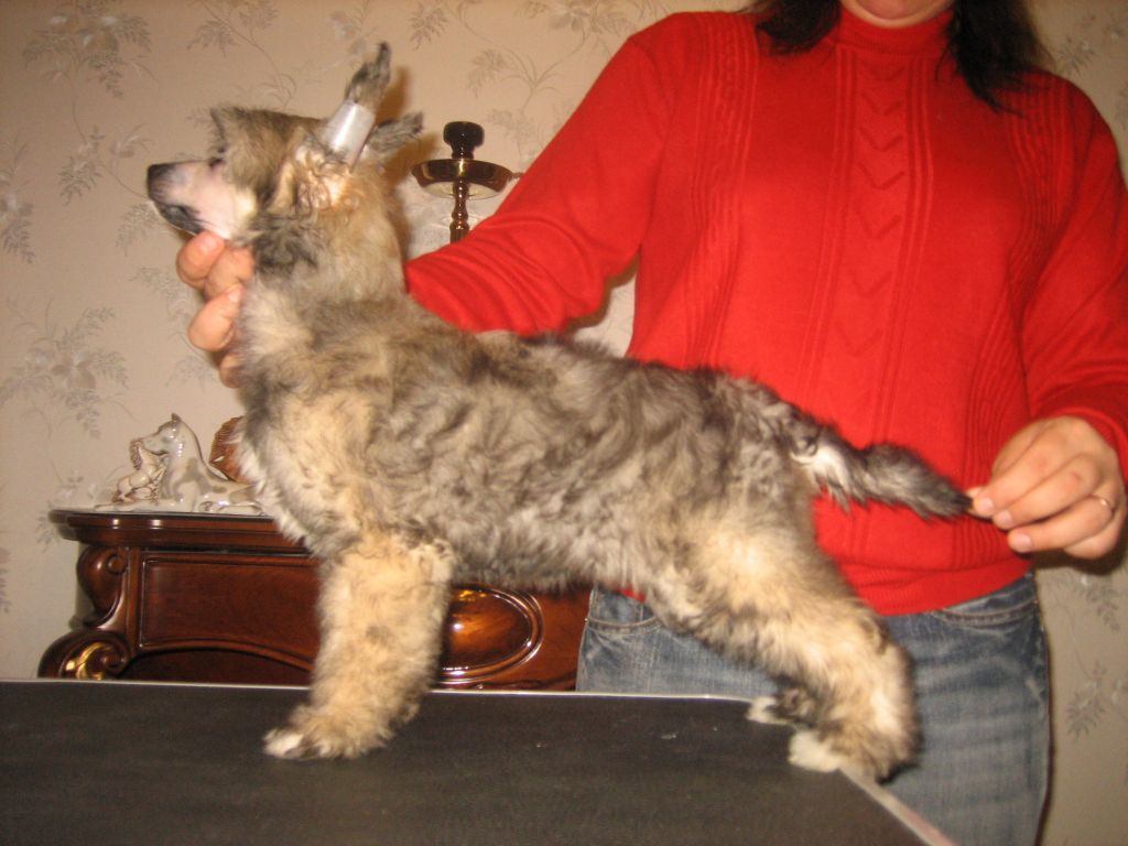 La Vendjes Incredibl Ladi